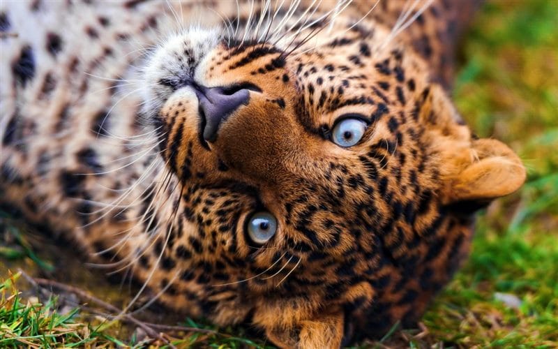 Леопарды - красивые картинки (100 фото) #77