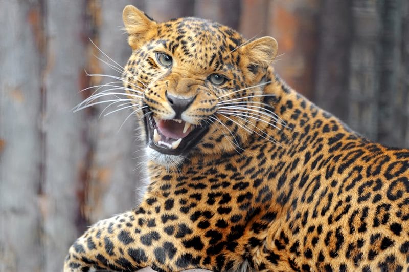 Леопарды - красивые картинки (100 фото) #73