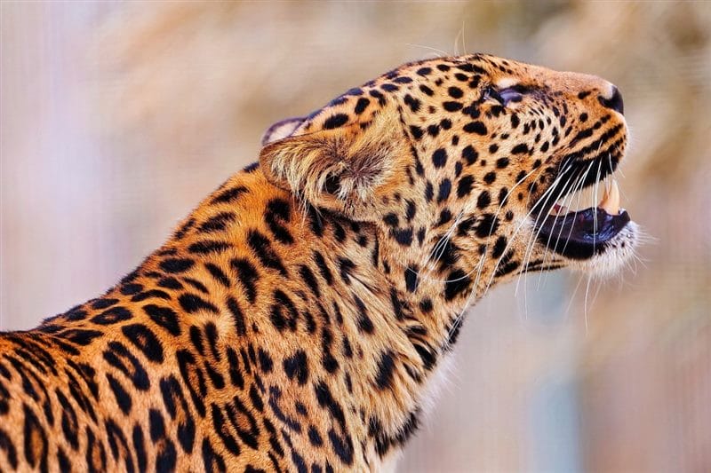 Леопарды - красивые картинки (100 фото) #56