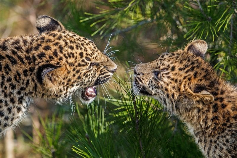 Леопарды - красивые картинки (100 фото) #49