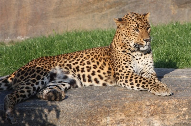 Леопарды - красивые картинки (100 фото) #71