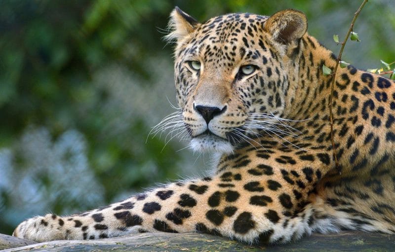 Леопарды - красивые картинки (100 фото) #69