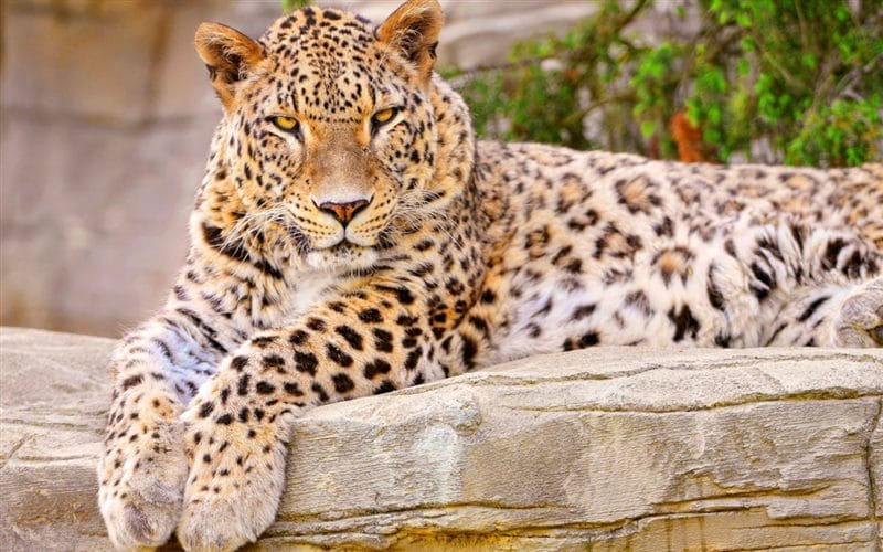 Леопарды - красивые картинки (100 фото) #60
