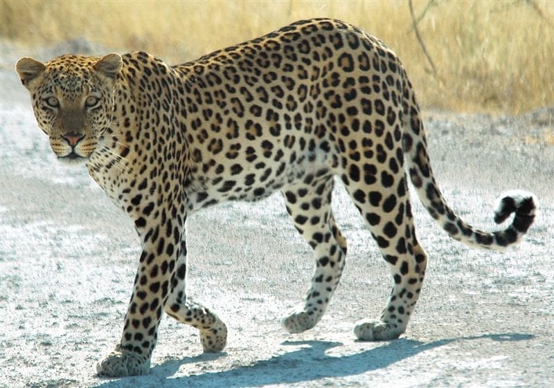 Леопарды - красивые картинки (100 фото) #57