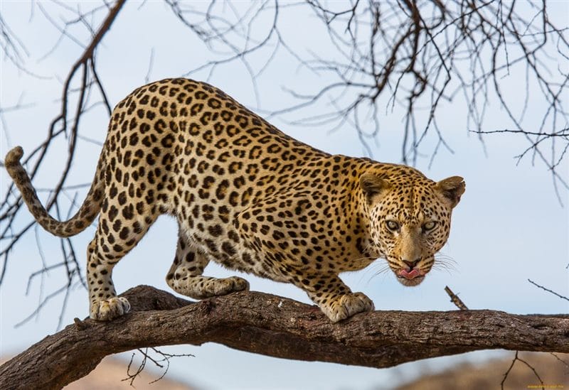 Леопарды - красивые картинки (100 фото) #65