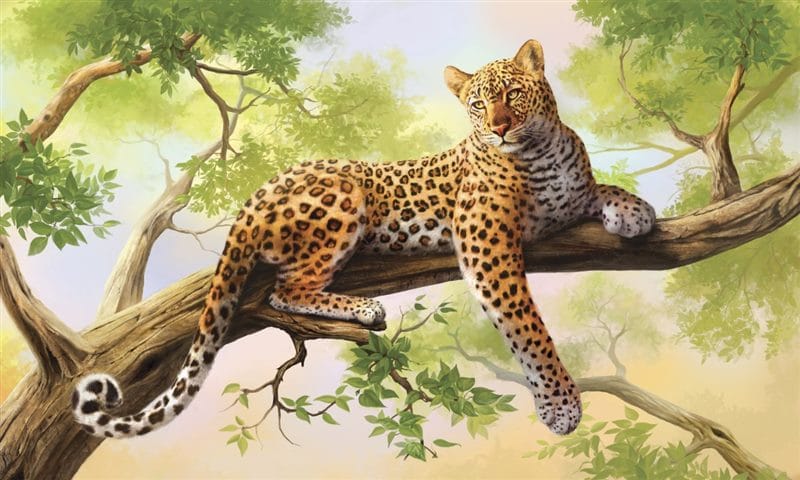 Леопарды - красивые картинки (100 фото) #80
