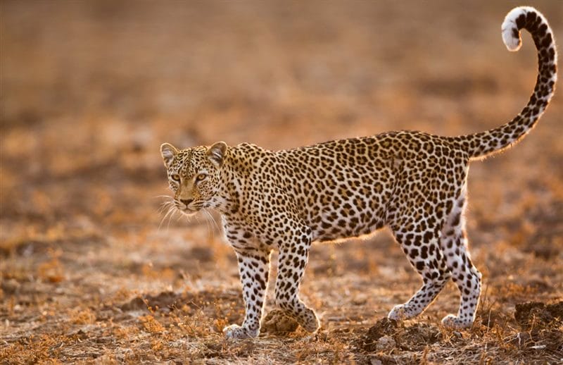 Леопарды - красивые картинки (100 фото) #88