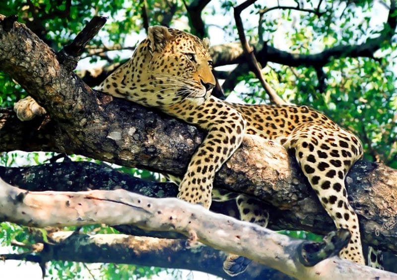 Леопарды - красивые картинки (100 фото) #51