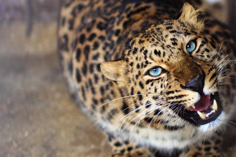 Леопарды - красивые картинки (100 фото) #92