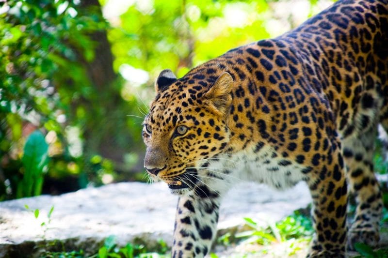 Леопарды - красивые картинки (100 фото) #85