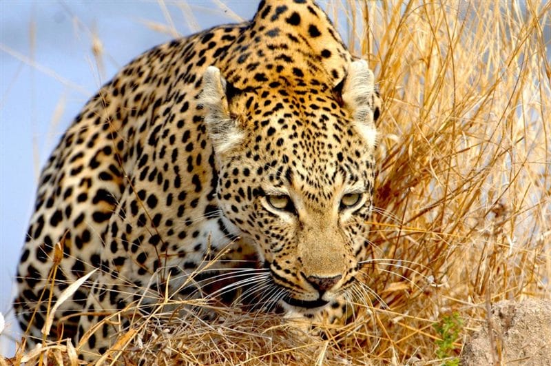 Леопарды - красивые картинки (100 фото) #50