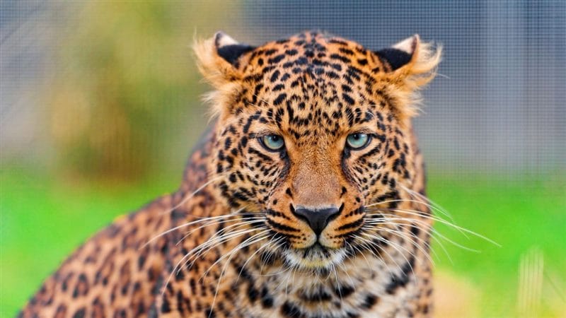 Леопарды - красивые картинки (100 фото) #94
