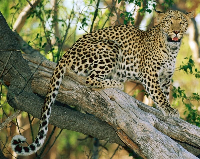 Леопарды - красивые картинки (100 фото) #46