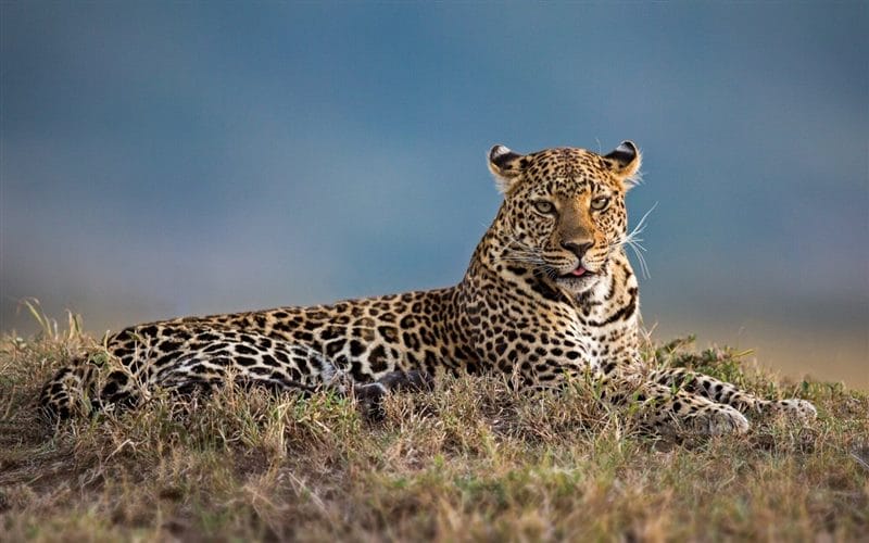 Леопарды - красивые картинки (100 фото) #81