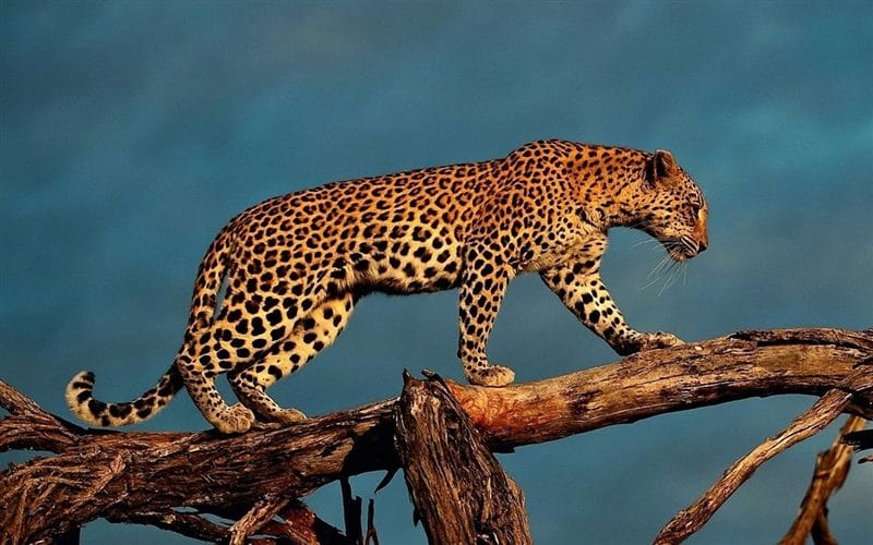 Леопарды - красивые картинки (100 фото) #70