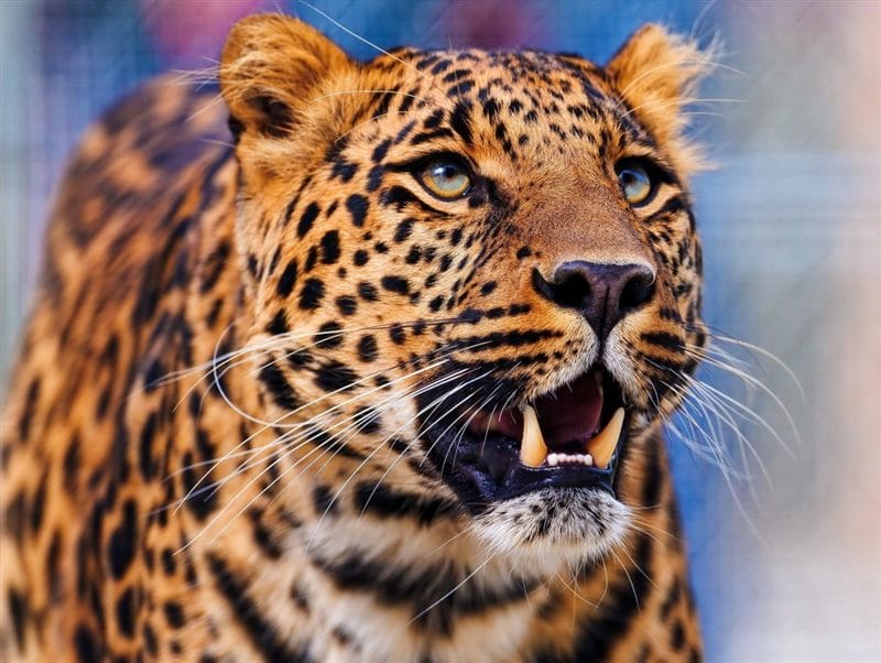 Леопарды - красивые картинки (100 фото) #61
