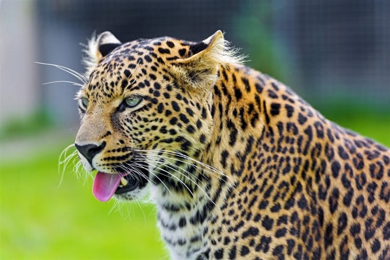 Леопарды - красивые картинки (100 фото) #89