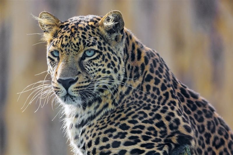 Леопарды - красивые картинки (100 фото) #74