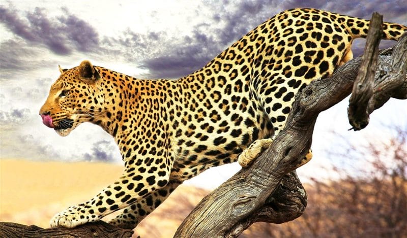 Леопарды - красивые картинки (100 фото) #55