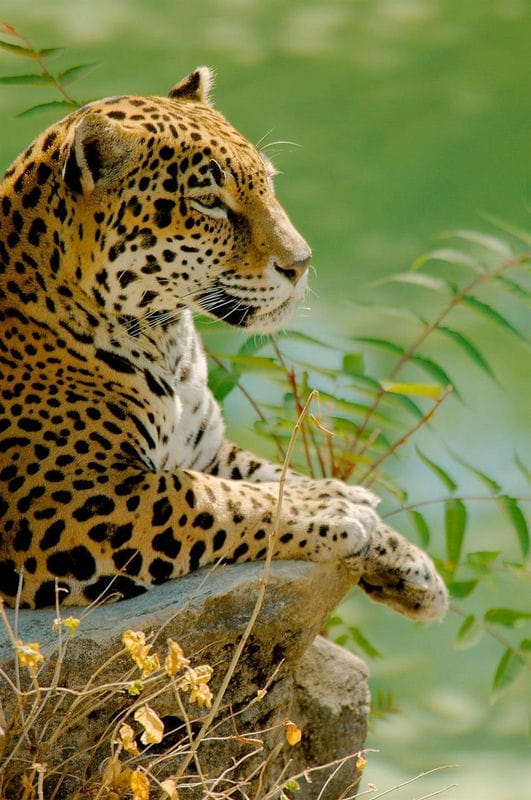 Леопарды - красивые картинки (100 фото) #66