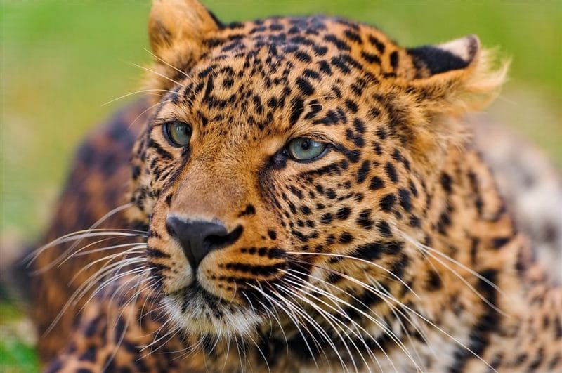 Леопарды - красивые картинки (100 фото) #72