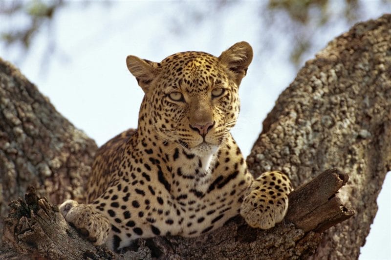 Леопарды - красивые картинки (100 фото) #84