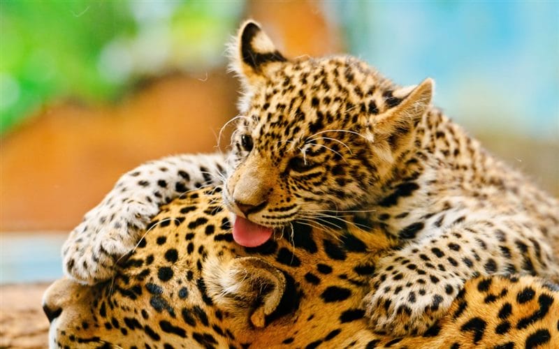 Леопарды - красивые картинки (100 фото) #86
