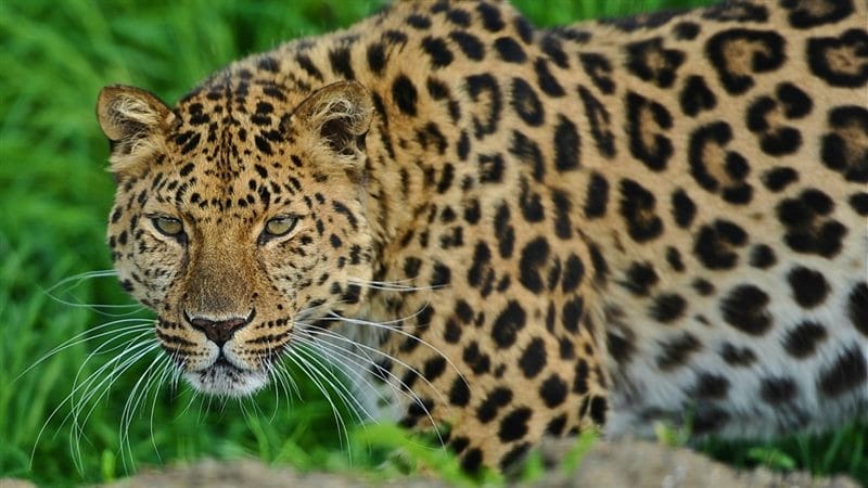 Леопарды - красивые картинки (100 фото) #90
