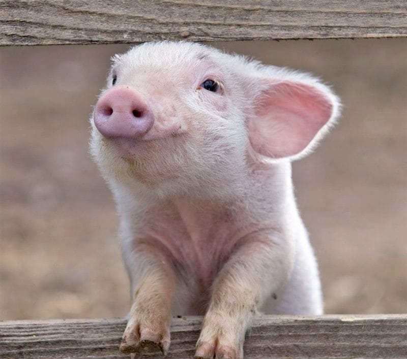 Свиньи - красивые картинки (100 фото) #77