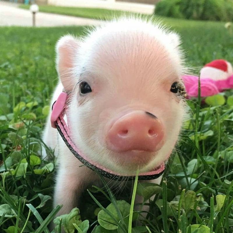 Свиньи - красивые картинки (100 фото) #78