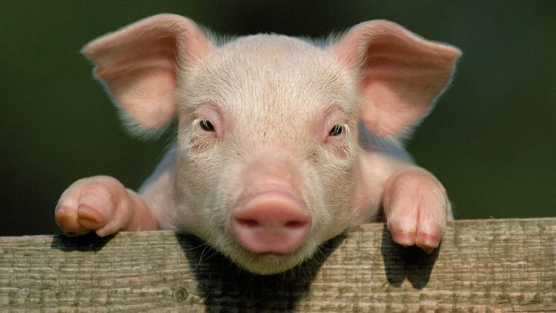Свиньи - красивые картинки (100 фото) #82