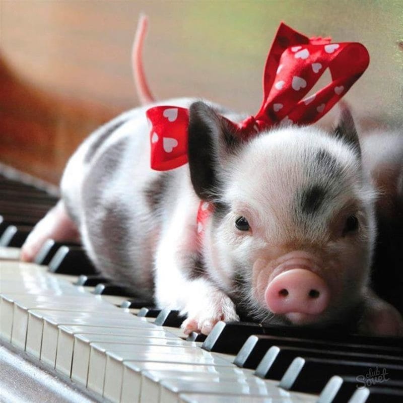 Свиньи - красивые картинки (100 фото) #70