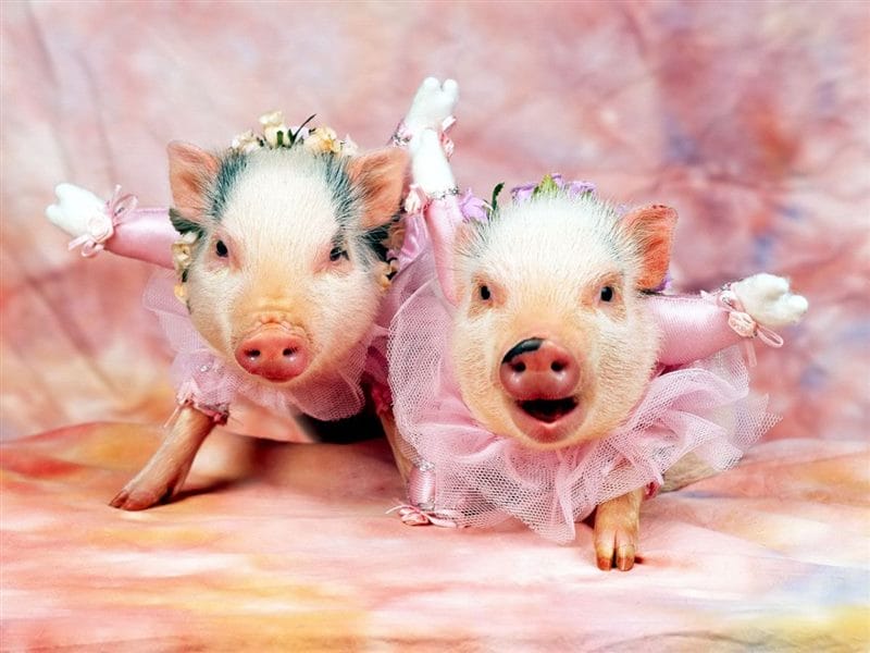 Свиньи - красивые картинки (100 фото) #59