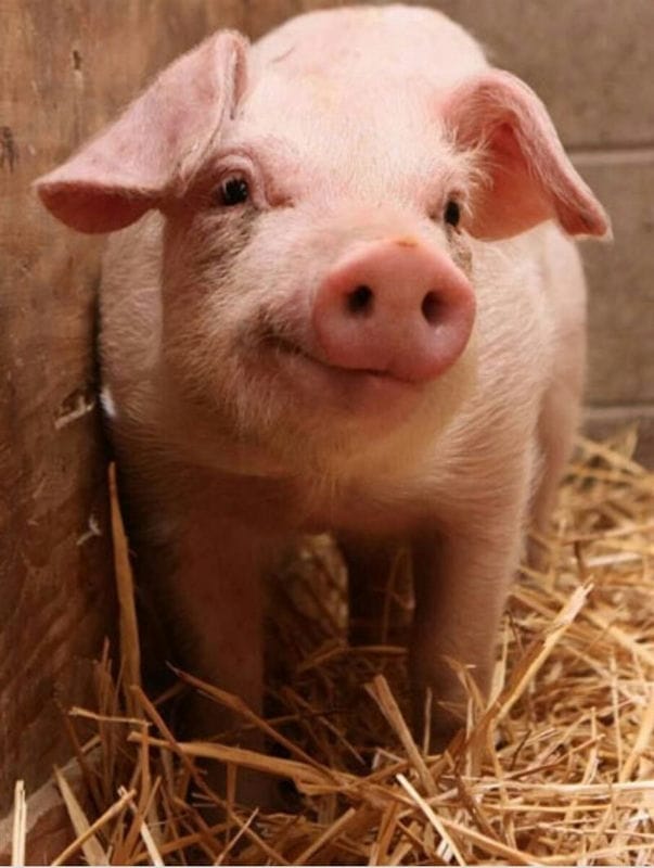 Свиньи - красивые картинки (100 фото) #74