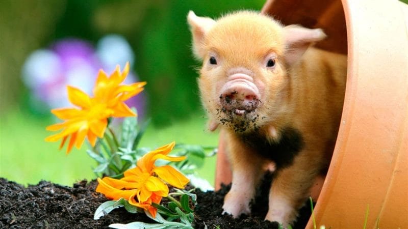 Свиньи - красивые картинки (100 фото) #81