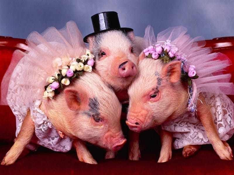 Свиньи - красивые картинки (100 фото) #44