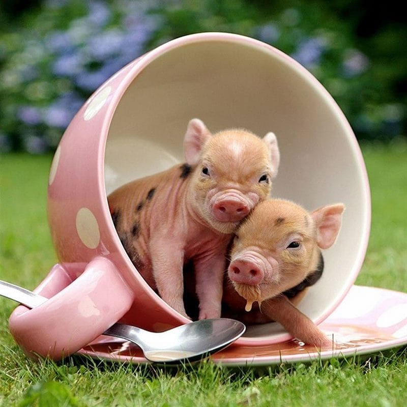 Свиньи - красивые картинки (100 фото) #69