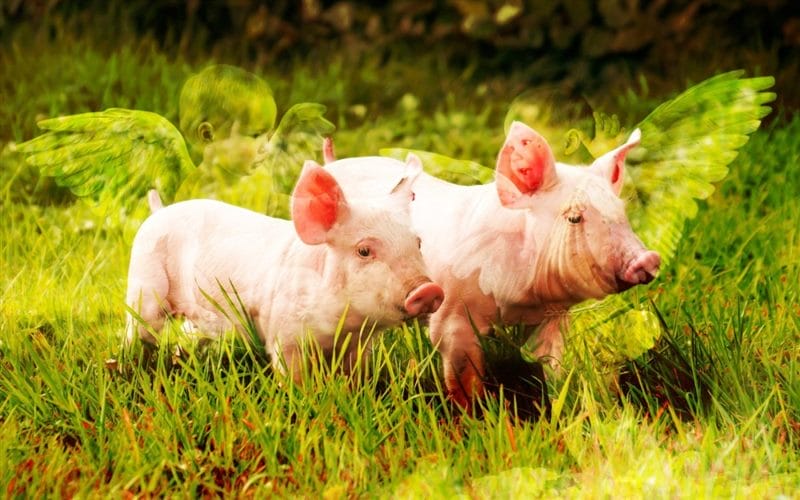 Свиньи - красивые картинки (100 фото) #52
