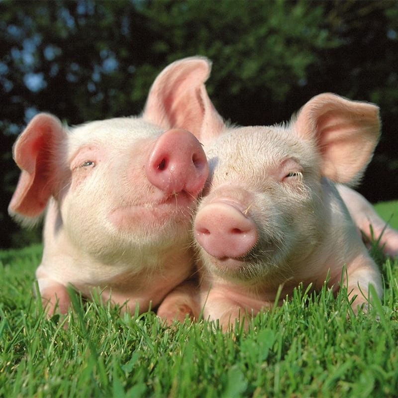 Свиньи - красивые картинки (100 фото) #53