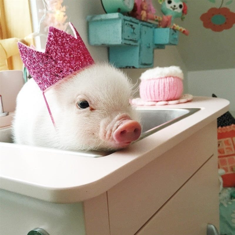 Свиньи - красивые картинки (100 фото) #71