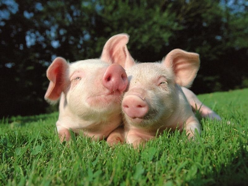 Свиньи - красивые картинки (100 фото) #68