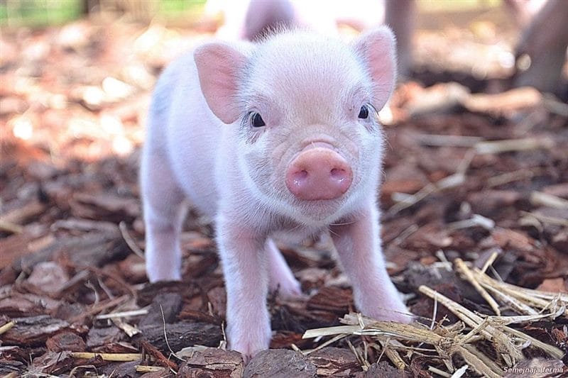 Свиньи - красивые картинки (100 фото) #54