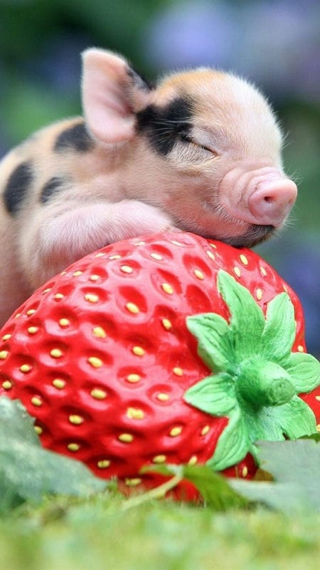 Свиньи - красивые картинки (100 фото) #63