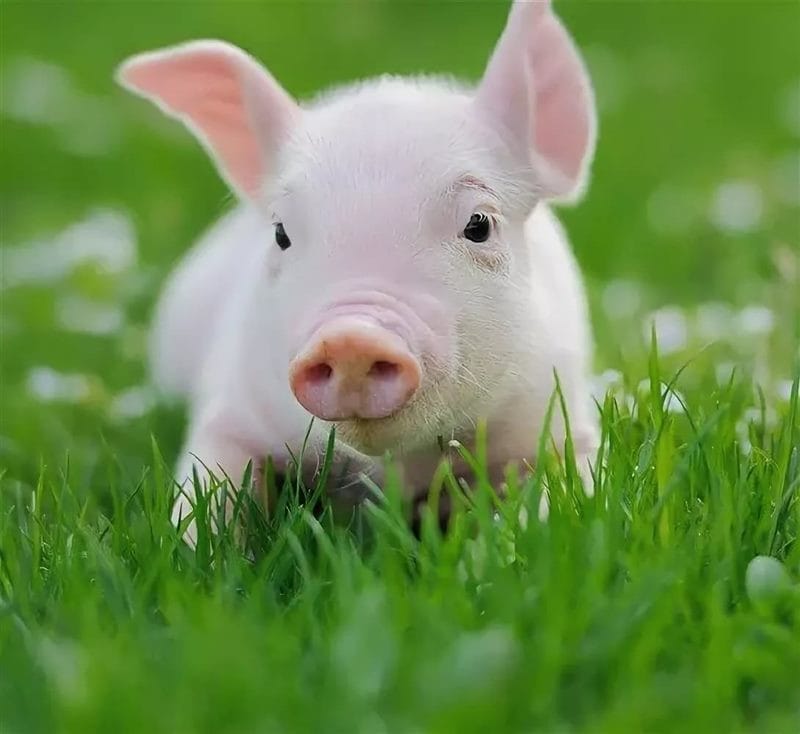 Свиньи - красивые картинки (100 фото) #92