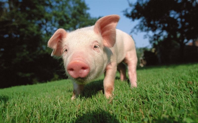 Свиньи - красивые картинки (100 фото) #65