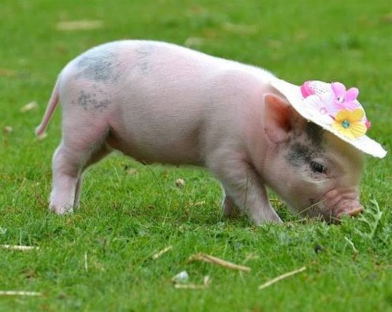 Свиньи - красивые картинки (100 фото) #67