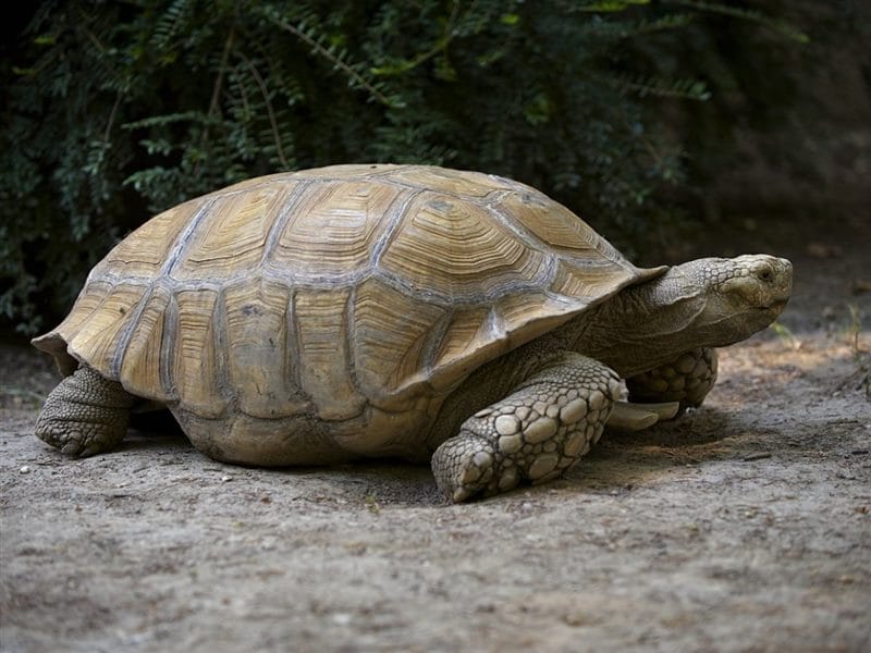 Черепахи - красивые картинки (100 фото) #66