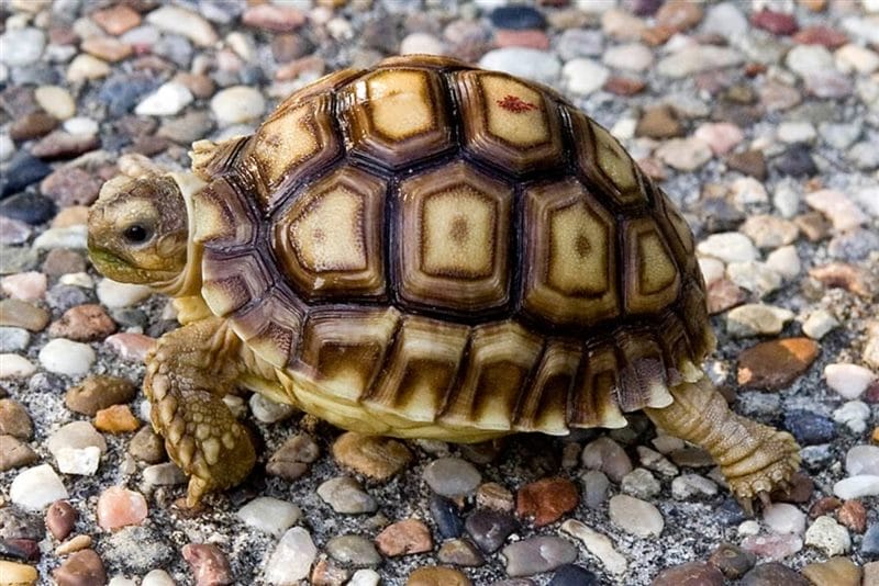 Черепахи - красивые картинки (100 фото) #49