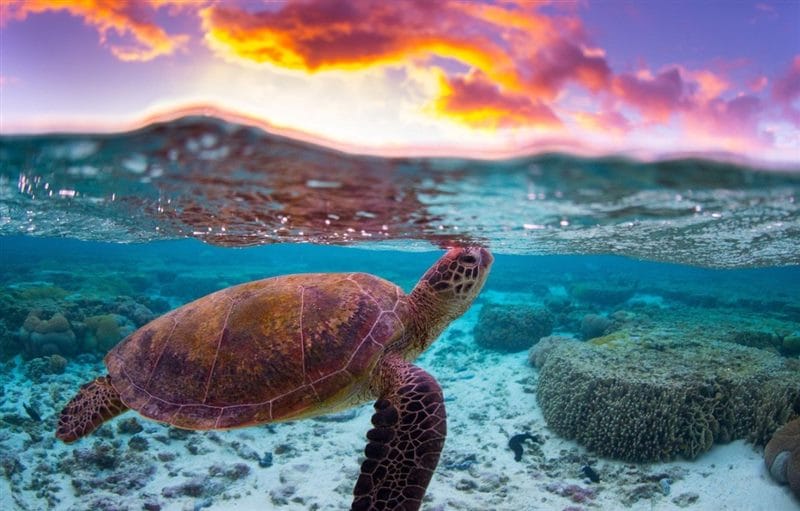 Черепахи - красивые картинки (100 фото) #65