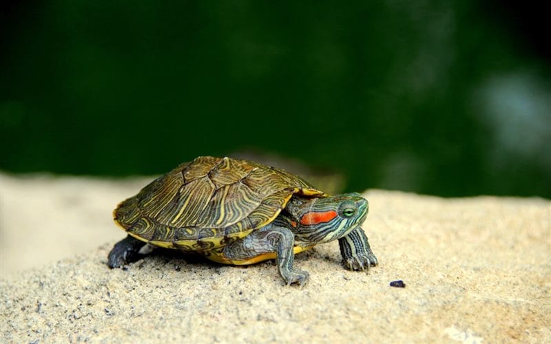 Черепахи - красивые картинки (100 фото) #87